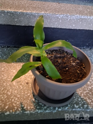 Кализия и Хлорофитум, снимка 2 - Стайни растения - 52765024