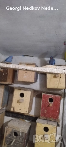 Продавам малки александри , снимка 9 - Папагали - 52697084