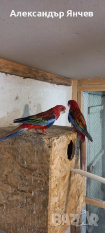 Продавам розели, снимка 1