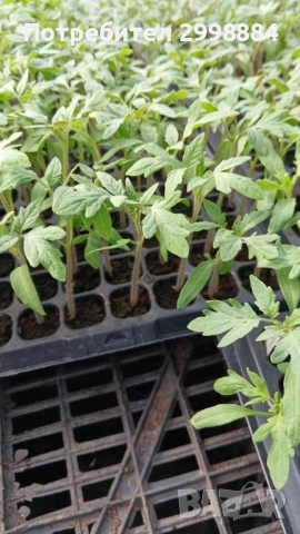 Разсад, снимка 15 - Разсади - 52471727