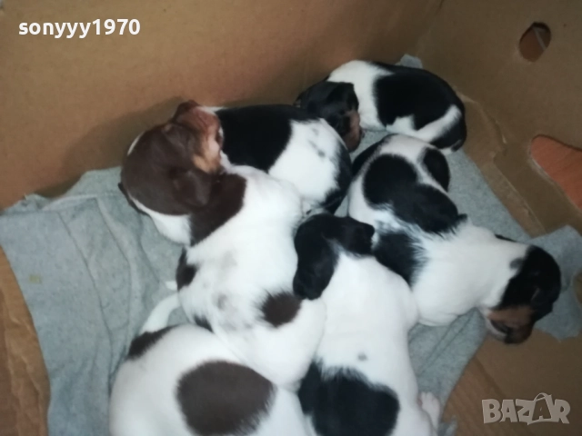 ДЖАК РЪСЕЛ КУЧЕНЦА 250ЛВ ЗА ЕДНО 0609251949, снимка 3 - Джак ръсел териер - 51628068