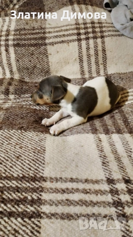 Уникални джак ръсел териери