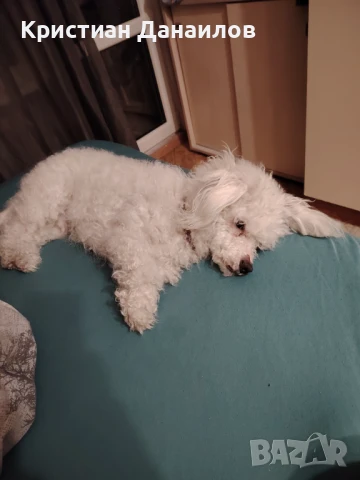 Френски Бишон фризе търси дама , снимка 7 - Болонка - 51145379