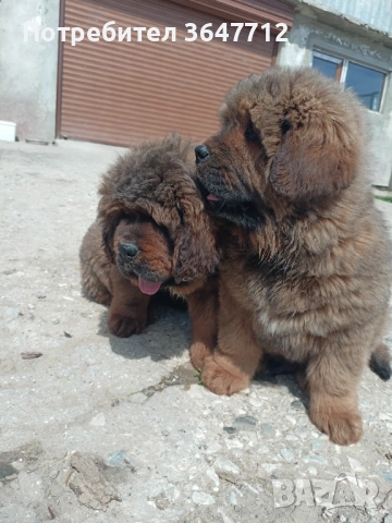 Тибетски мастиф 