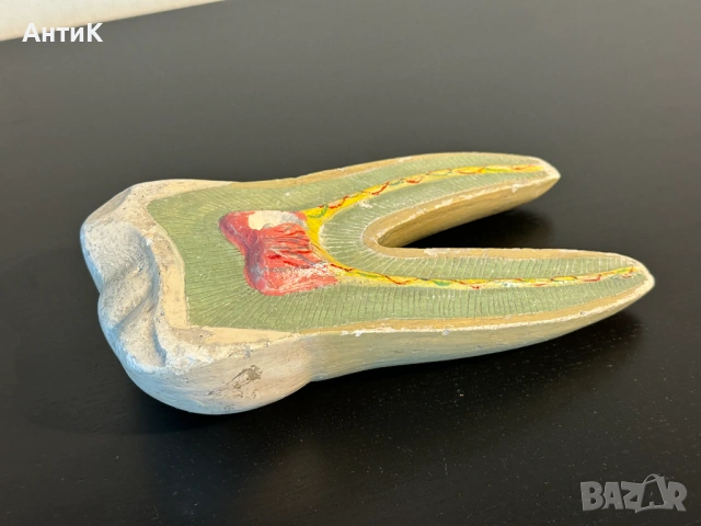 Соц Учебен Модел на Зъб Разрез