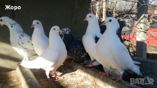 Пазарджишки елитни, снимка 2 - Гълъби - 40016703