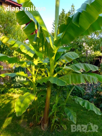 Банани, студоустойчиви!!, снимка 1