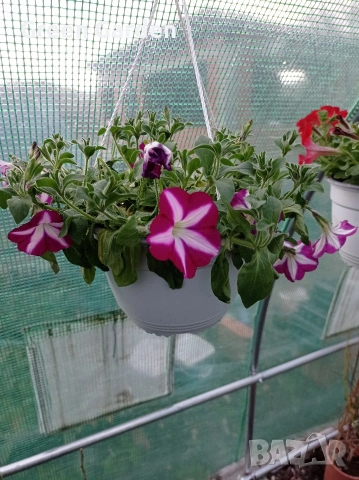 ТОП КАСКАДНИ ПЕТУНИИ, снимка 3 - Градински цветя и растения - 54128212