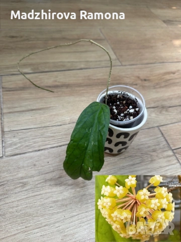 Хоя. Hoya Golden eye 