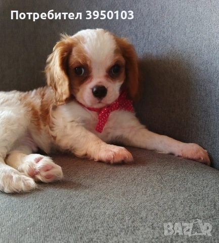Кавалер Кинг Чарлз шпаньол, снимка 7 - Кавалер кинг чарлз шпаньол - 52918611