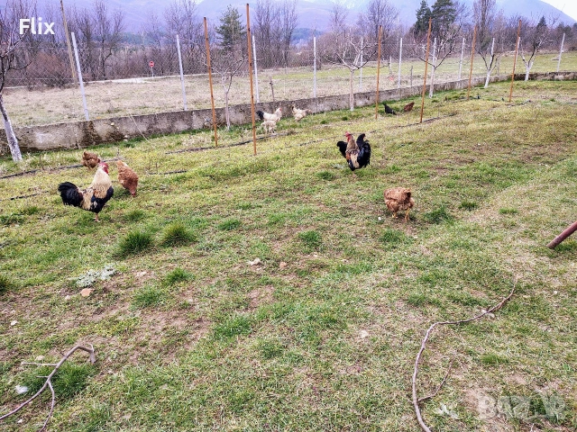 разплодни яйца , снимка 3 - Кокошки и пуйки - 53995912