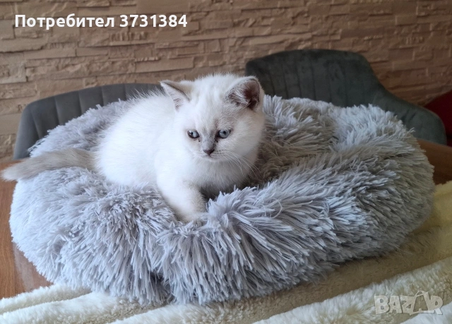 Британско късокосместо колорпойнт коте, снимка 7 - Британска късокосместа - 54058265