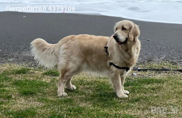 Голдън ретривър момче, снимка 10 - Голдън ретривър - 53087150