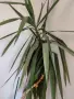 Юка лориоза (Yucca gloriosa) или Градинска Юка,, снимка 2