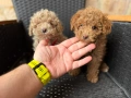 Мини Пудели  Актуално от 22.3.202, снимка 4