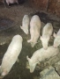 Свободни бели прасета, снимка 6