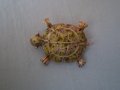  Антикварна брошка костенурка сребърна проба 800 И филигран , снимка 8