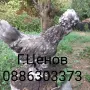 Чифтове струмски бантам, снимка 4