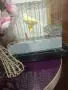  ПРОДАВА СЕ КАНАР МЪЖКИ!, снимка 6