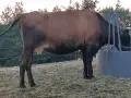 ялови крави за клане , снимка 5