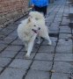 Мъжки Самоед за Разплод, снимка 2