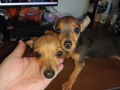Мъжки мини пинчер, снимка 4