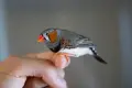 амадини финки зеброви амадини, снимка 1
