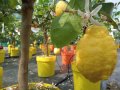   Лимон Лимонови дръвчета ,лимон дръвче цена, снимка 6