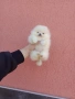 Чисто бели мини Померани. Реални снимки !!! , снимка 11