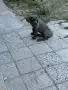  Мъжко Кане Корсо, снимка 3