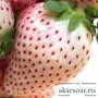 200 семена от плод бяла ягода органични плодови бели ягодови семена от вкусни ягоди отлични плодове , снимка 1 - Сортови семена и луковици - 37706682