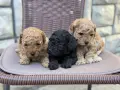 Той пудел toy poodle, снимка 2