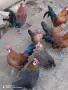 Продавам декоративни кокошки , снимка 10