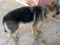 Мъжка немска овчарка, снимка 3