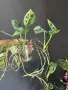 Коренче Monstera Adansonii, снимка 1