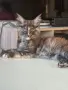 котенца Мейн Куун, снимка 11
