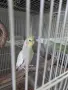 Мъжка корела на 4месеца , снимка 2