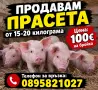 прасета от Село Тополчане , снимка 1