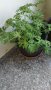 Продавам цветя Индрише, големи , снимка 6