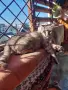 Сив Таби котарак търси дом, снимка 9