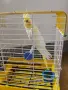 Продавам корела с клетка, снимка 2