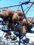 самоопрашващо киви сорт БОСКОП , снимка 4