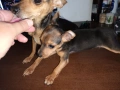 Мъжки мини пинчер, снимка 7