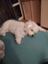 Френски Бишон фризе търси дама , снимка 7