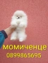 Бели мини Померани. Реални снимки от 04.04.26 г. , снимка 5