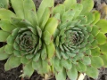 Сукуленти  Дебелец / Алпийска  роза. Много видове и размери Закалени са Растат на двора в еко градин, снимка 8