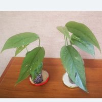 Епипремнум Себу блу/Epipremnum Pinnatum Cebu Blue/, снимка 3 - Стайни растения - 42855700