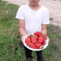 разсад ягоди и малини, снимка 3 - Сортови семена и луковици - 30416414