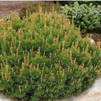  Pinus Mugo Mughus, Клек, снимка 1 - Градински цветя и растения - 40696492