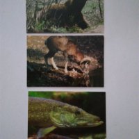 Стари календарчета от 1987г., 2011 г., 2013 г. и 2015 г. с животни, птици и риби, снимка 9 - Колекции - 31731702